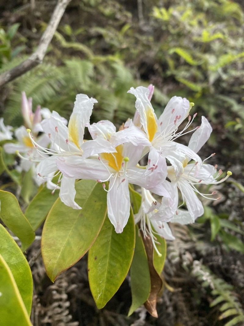 Rhododendron stamineum photo 4
