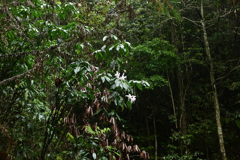 Rhododendron stamineum photo 5