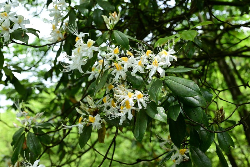 Rhododendron stamineum photo 6