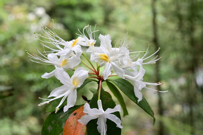 Rhododendron stamineum photo 7
