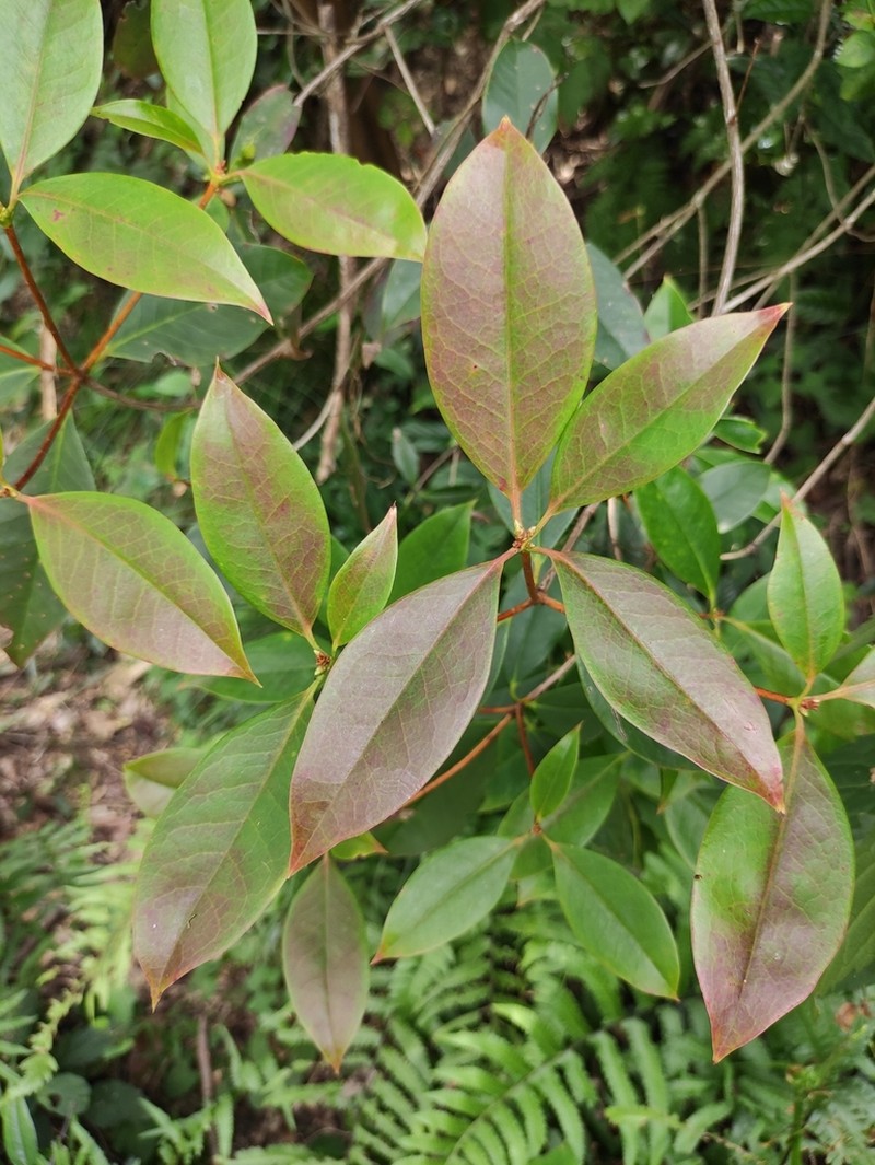 Rhododendron stamineum photo 8