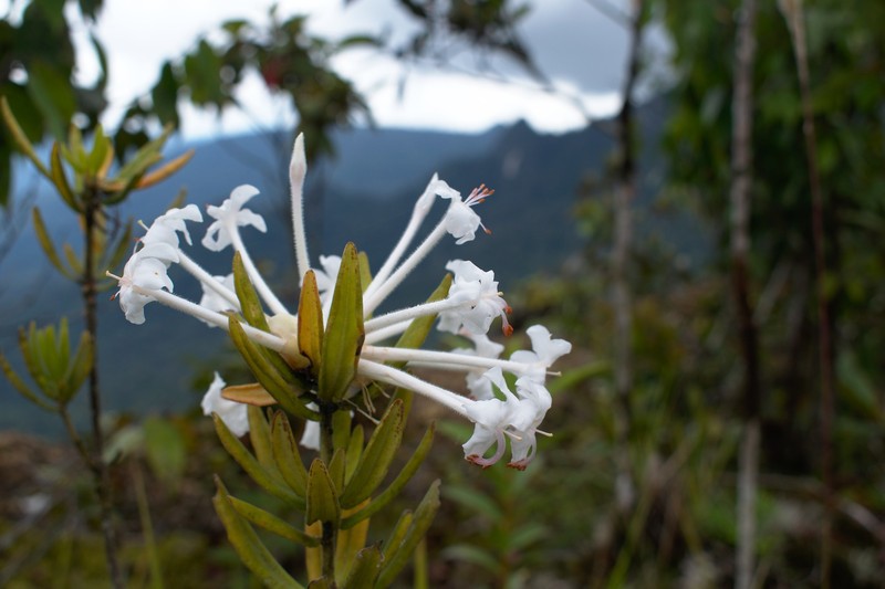 Rhododendron stapfianum photo 2