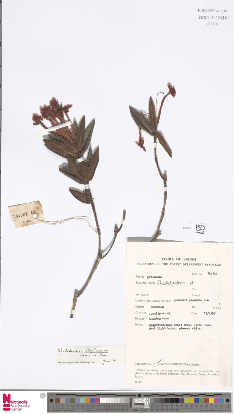 Rhododendron stapfianum photo 3