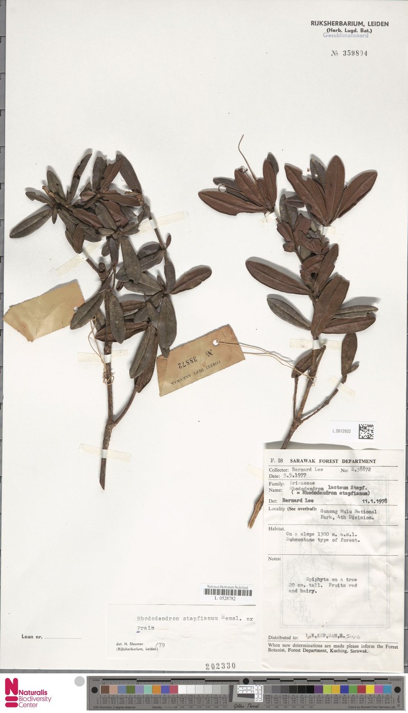 Rhododendron stapfianum photo 4