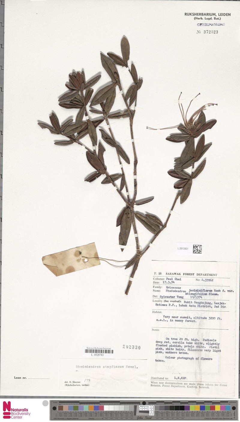 Rhododendron stapfianum photo 5