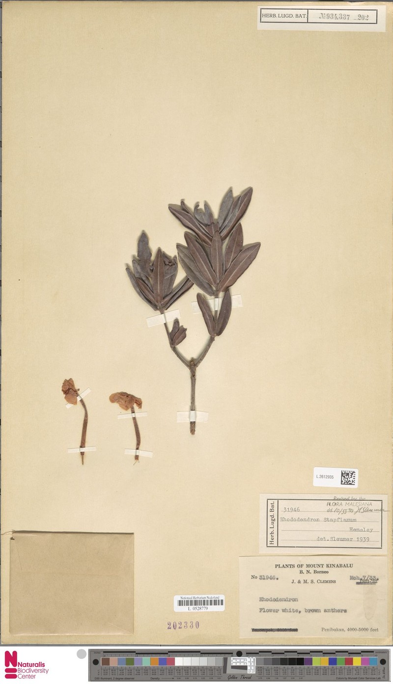Rhododendron stapfianum photo 8