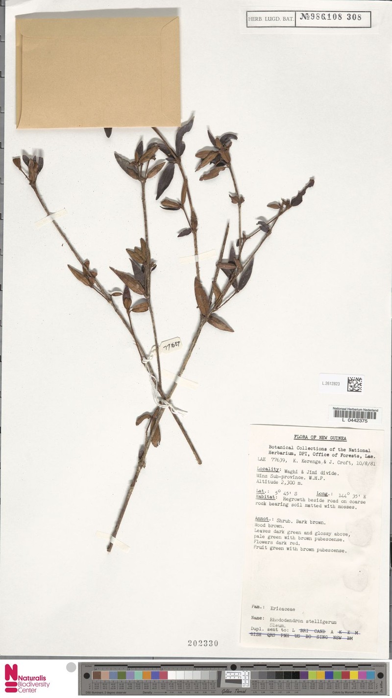 Rhododendron stelligerum