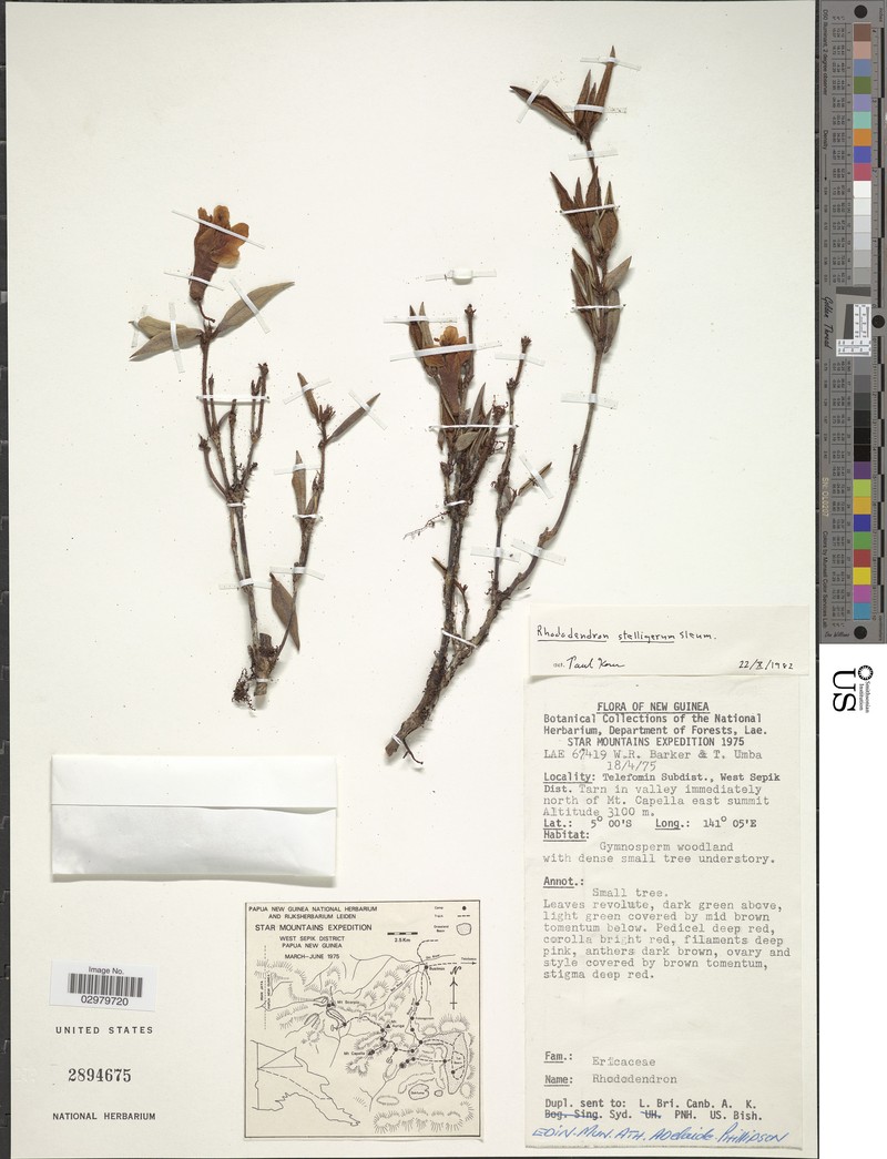 Rhododendron stelligerum photo 2