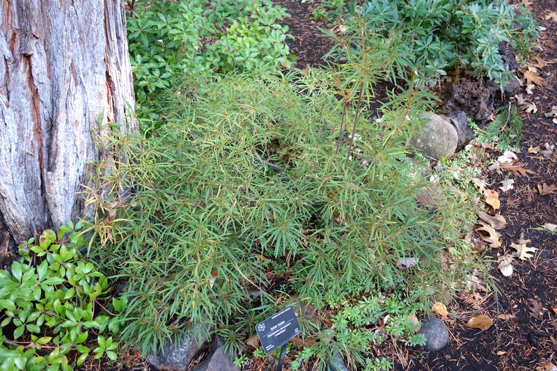 Rhododendron stenopetalum