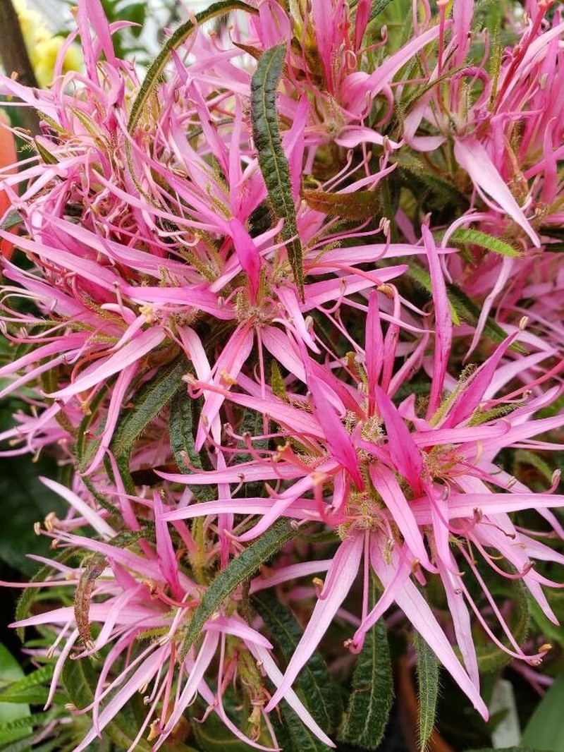 Rhododendron stenopetalum photo 2