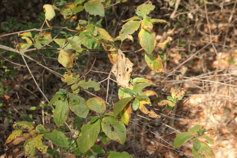 Rhododendron stenopetalum photo 4