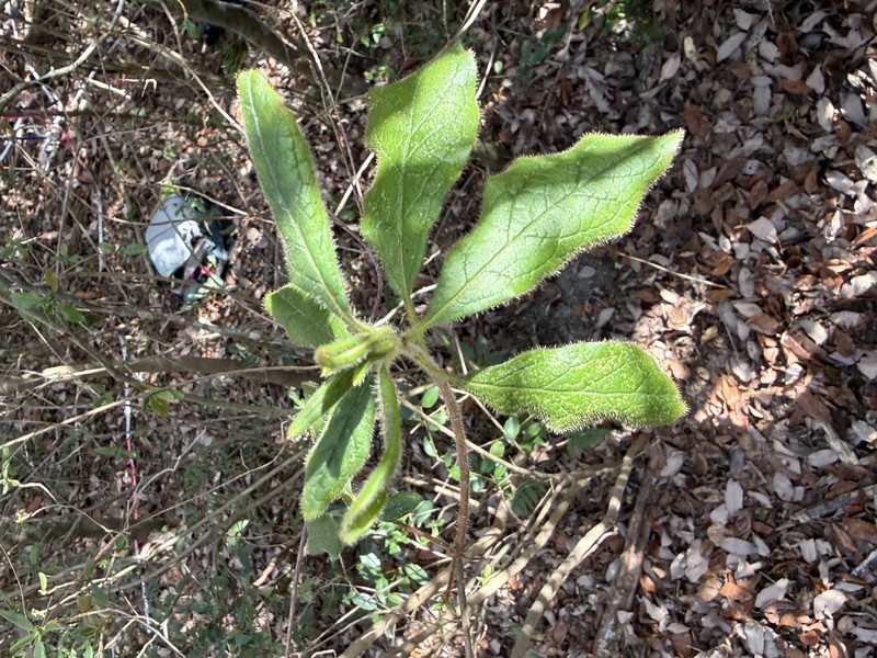Rhododendron stenopetalum photo 5