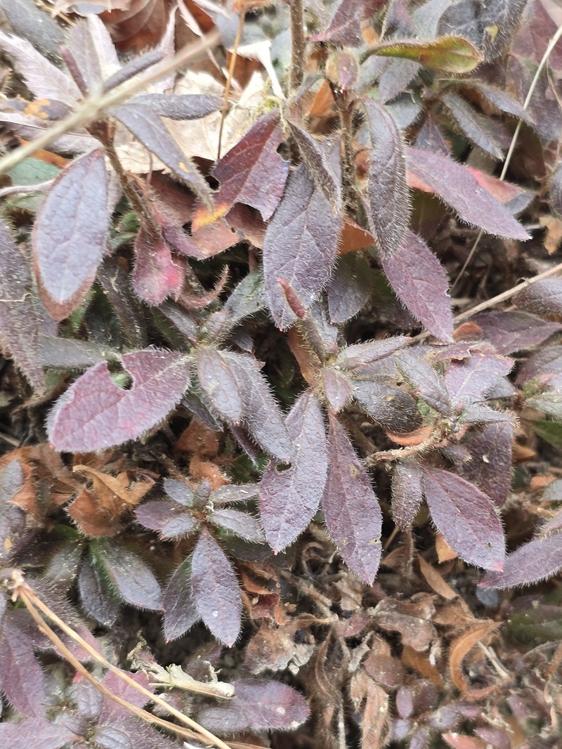 Rhododendron stenopetalum photo 6
