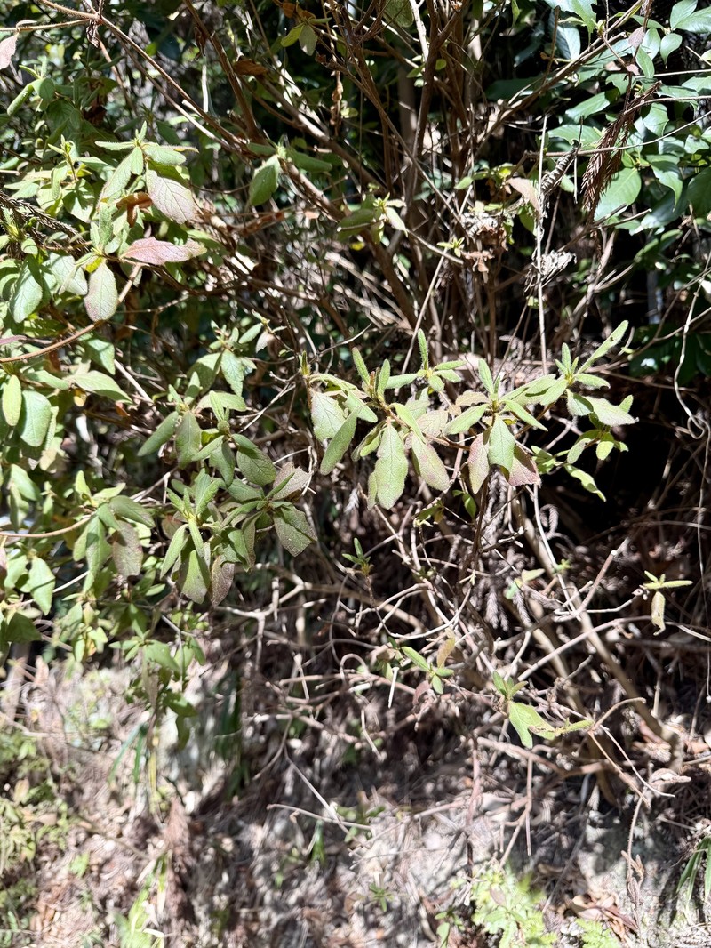 Rhododendron stenopetalum photo 7