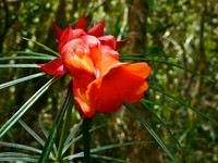 Rhododendron stenophyllum
