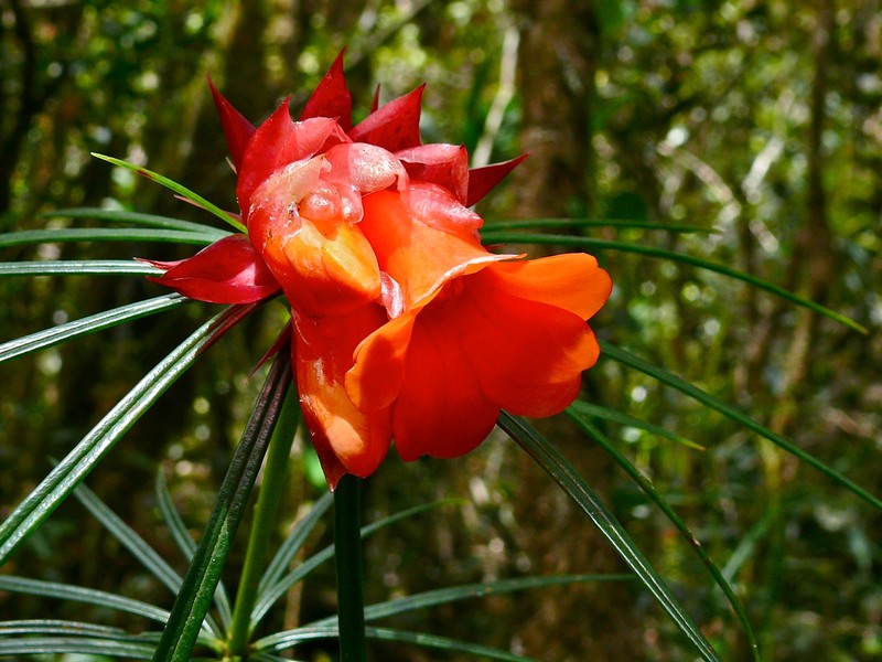 Rhododendron stenophyllum