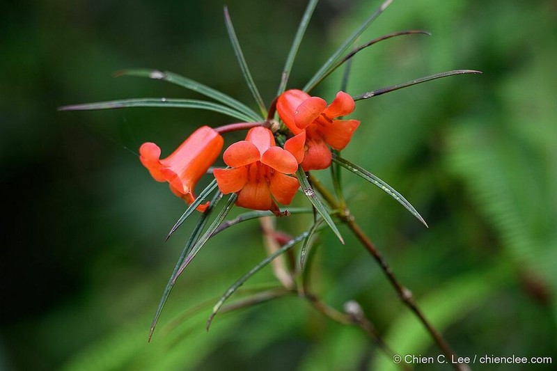 Rhododendron stenophyllum photo 2