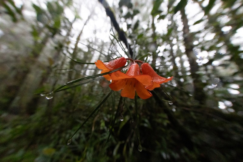 Rhododendron stenophyllum photo 3