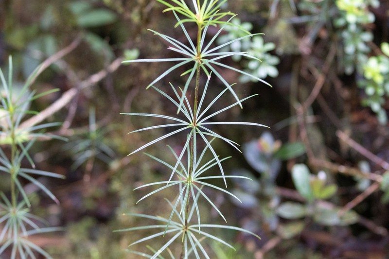 Rhododendron stenophyllum photo 4