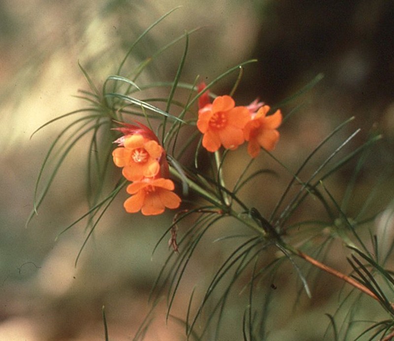 Rhododendron stenophyllum photo 5