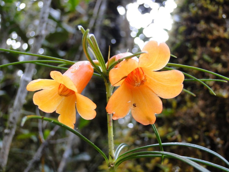 Rhododendron stenophyllum photo 6