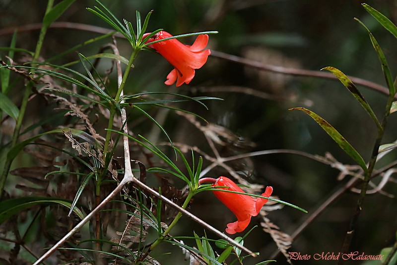 Rhododendron stenophyllum subsp. angustifolium