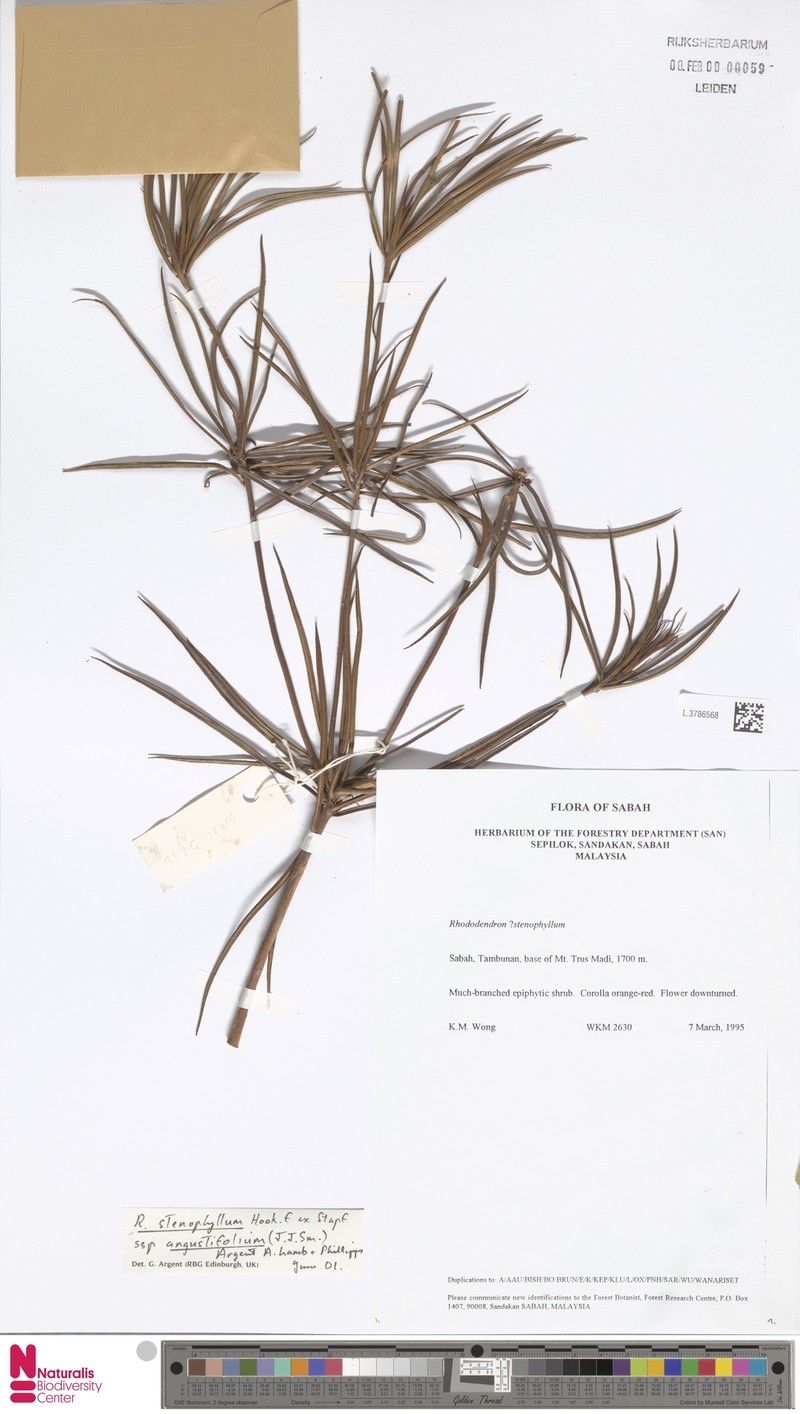 Rhododendron stenophyllum subsp. angustifolium photo 2
