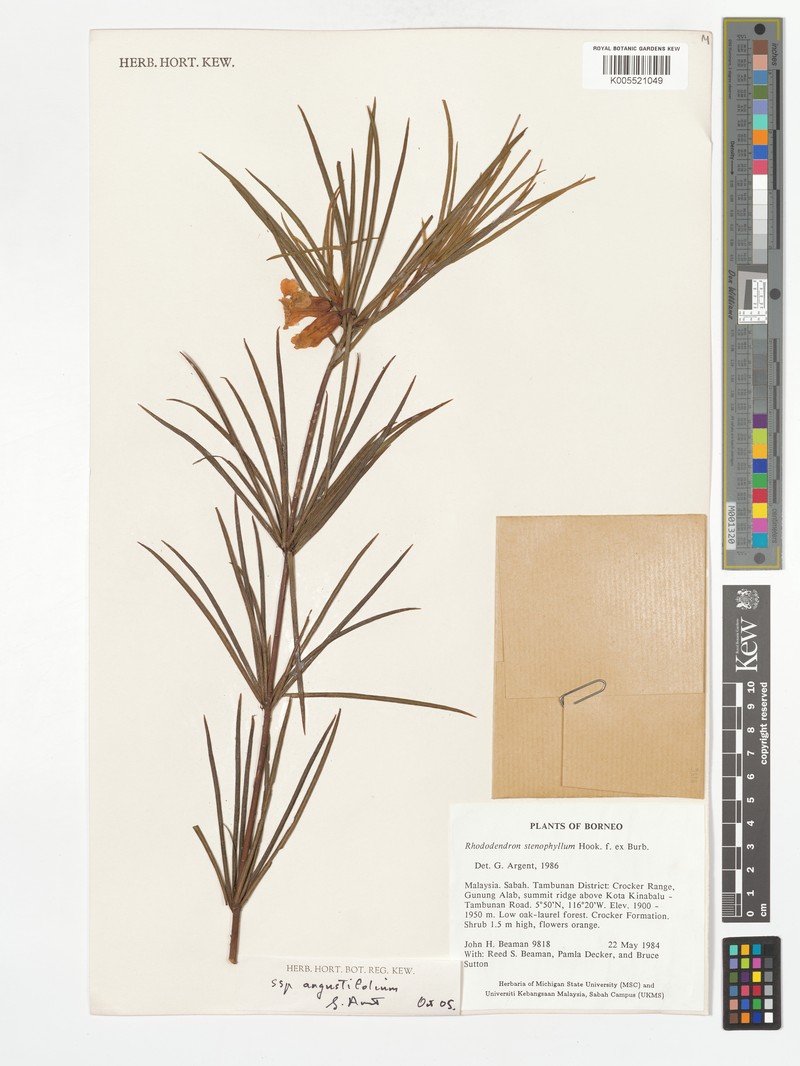 Rhododendron stenophyllum subsp. angustifolium photo 3