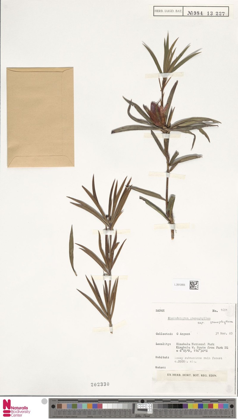 Rhododendron stenophyllum subsp. stenophyllum
