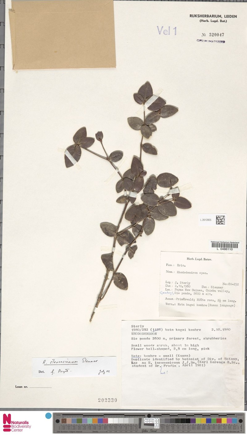 Rhododendron stevensianum