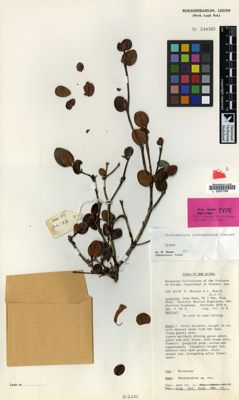 Rhododendron stevensianum photo 3