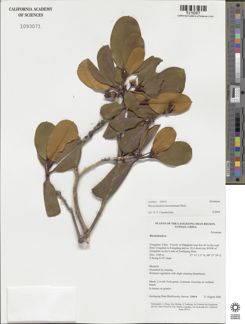 Rhododendron stewartianum