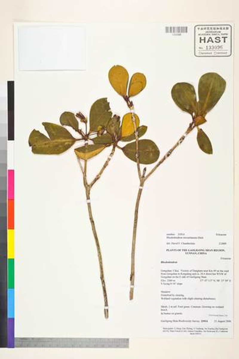 Rhododendron stewartianum photo 2