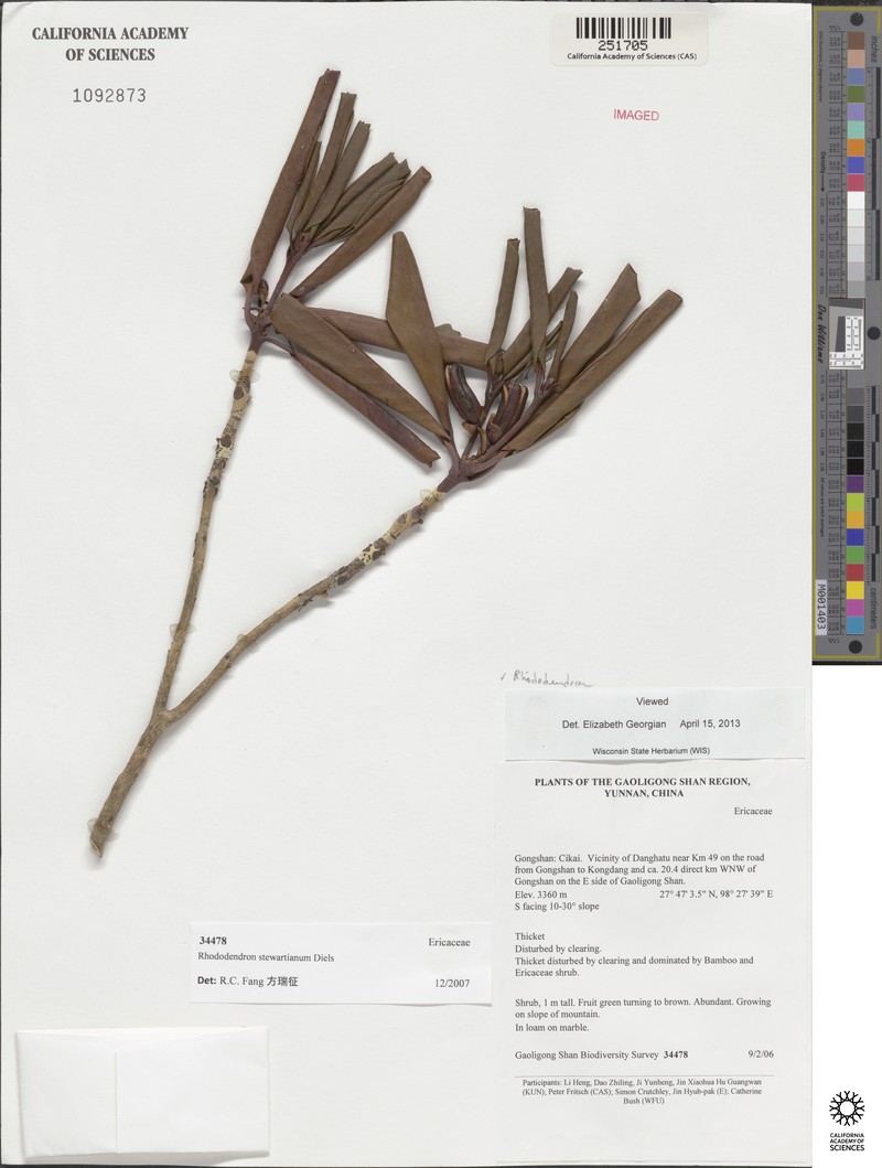 Rhododendron stewartianum photo 3