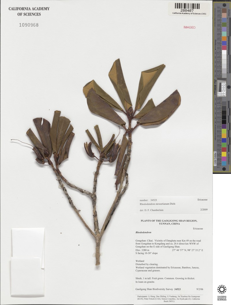 Rhododendron stewartianum photo 4