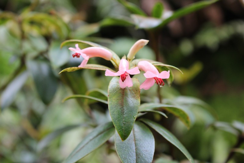 Rhododendron stolleanum