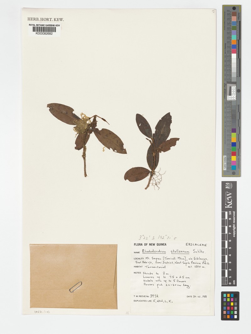 Rhododendron stolleanum photo 2