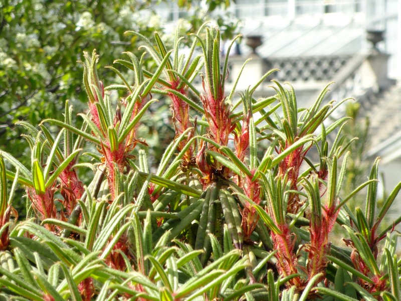 Rhododendron strigillosum
