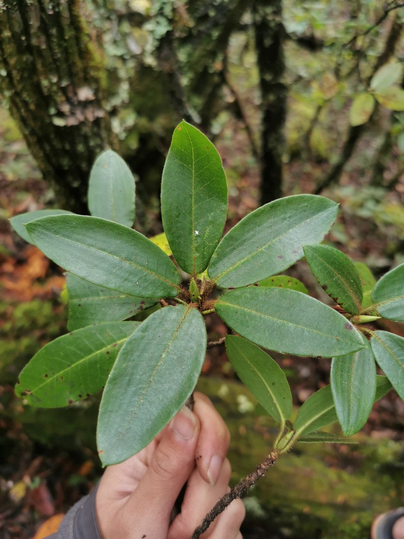 Rhododendron strigillosum photo 2