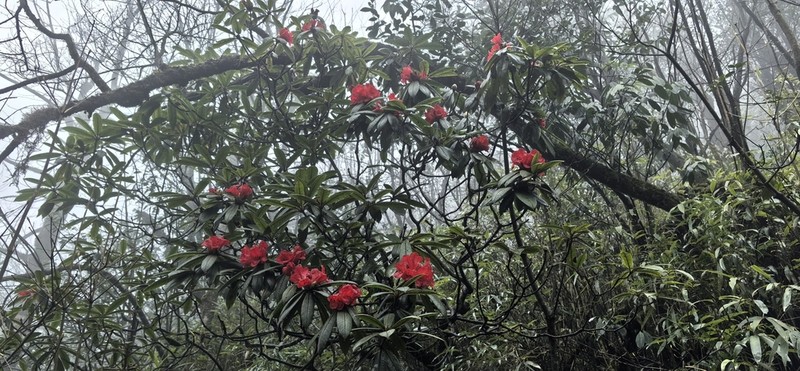 Rhododendron strigillosum photo 3