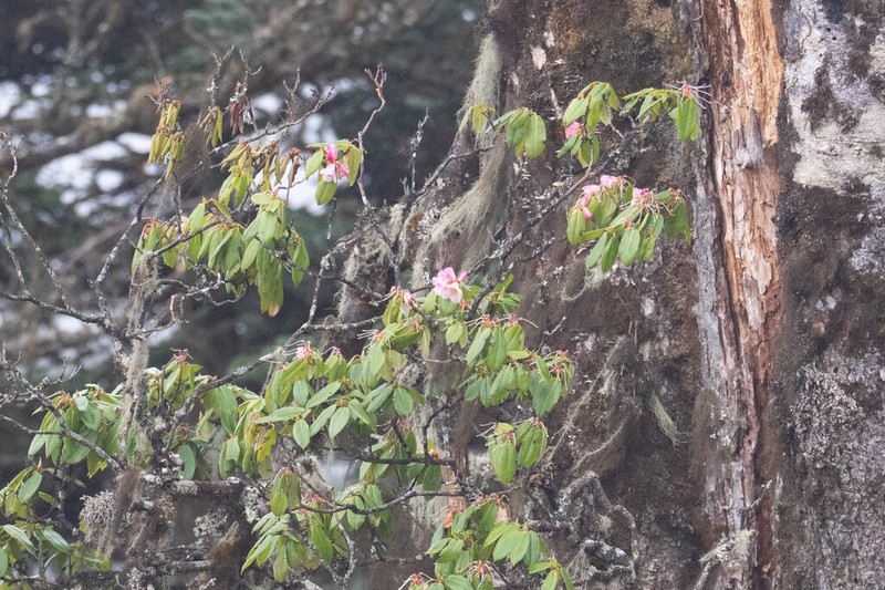 Rhododendron strigillosum photo 4