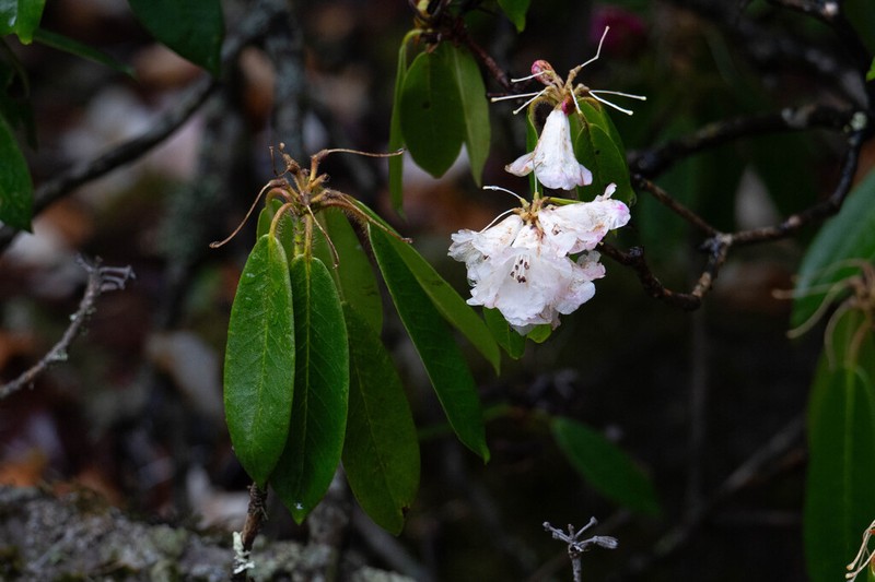 Rhododendron strigillosum photo 5