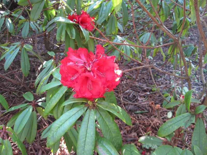 Rhododendron strigillosum photo 6