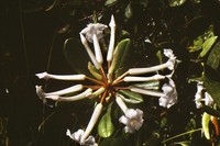 Rhododendron suaveolens