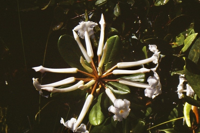 Rhododendron suaveolens