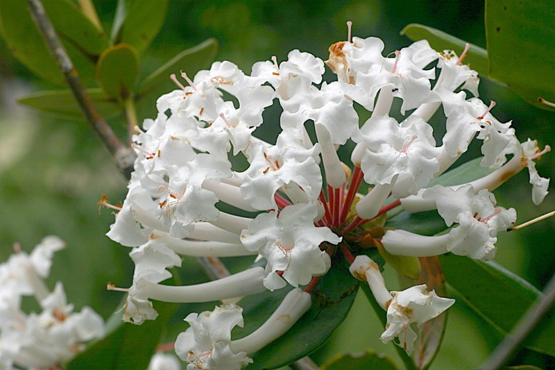 Rhododendron suaveolens photo 2