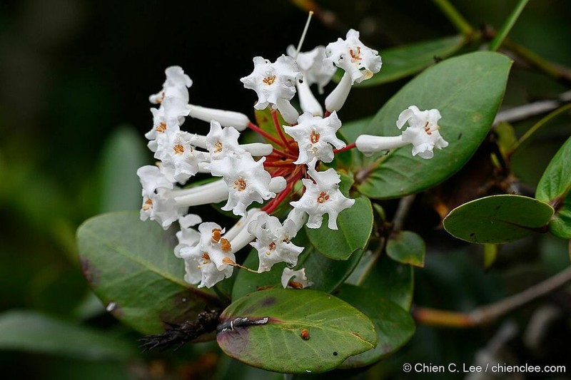 Rhododendron suaveolens photo 3