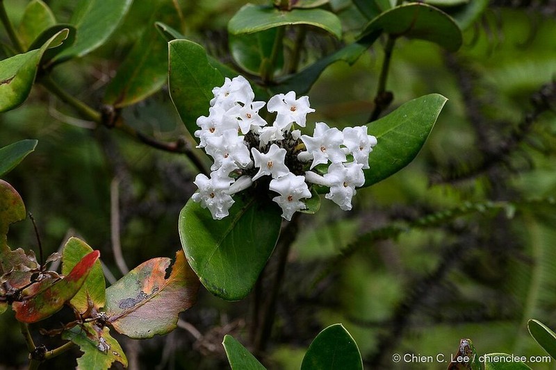 Rhododendron suaveolens photo 4