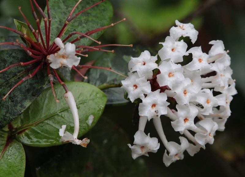 Rhododendron suaveolens photo 5