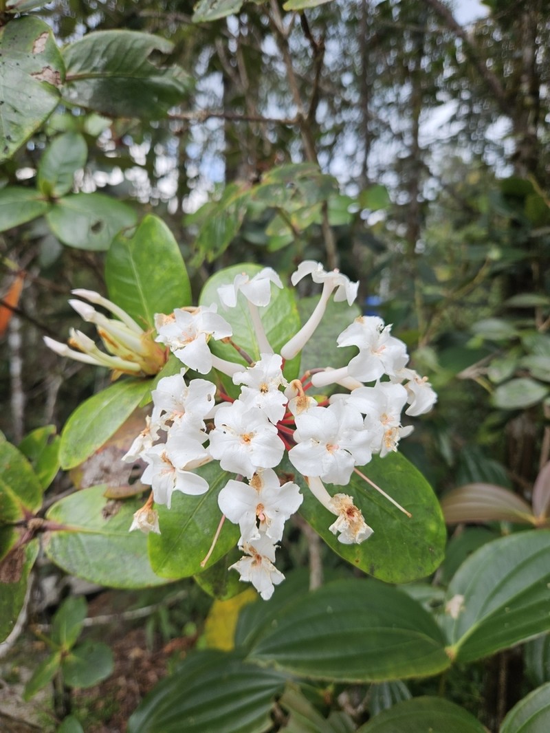 Rhododendron suaveolens photo 6